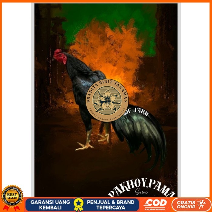 

Telur Ayam Pakhoy X Pama Vertil Siap Di Tetaskan Jaminan Super Oiginal Bergaransi PRADITA BIBIT TANAMAN