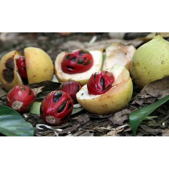 BIJI BUAH PALA KHUSUS BIBIT 1KG