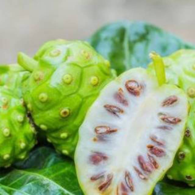 

Buah Mengkudu Frest Segar 600 Gram