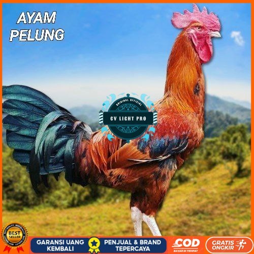 

telur ayam pelung jumbo super bisa untuk di tetaskan fertil CV LIGHT PRO