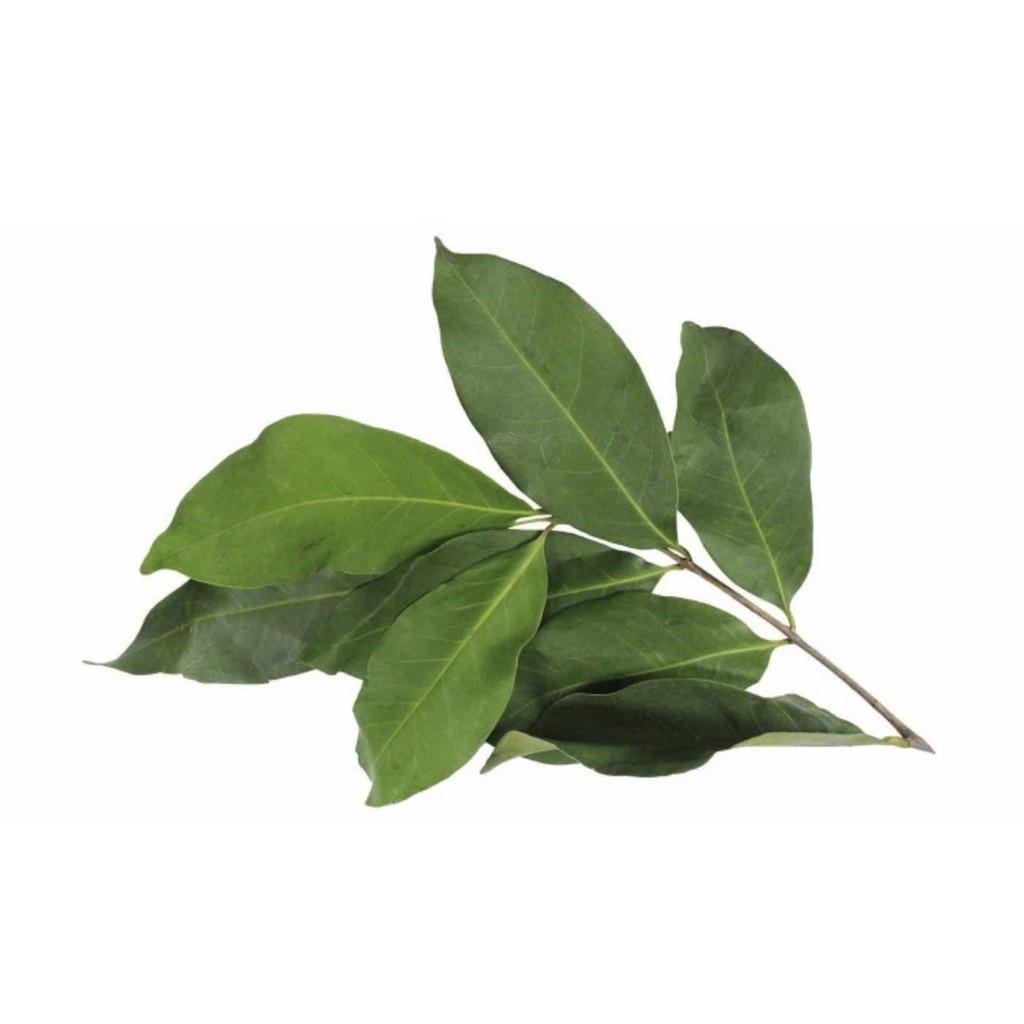 

Daun Salam Hijau Segar 10 lembar | Fresh Segar