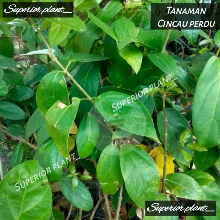 BIBIT CINCAU PERDU TANAMAN CINCAU