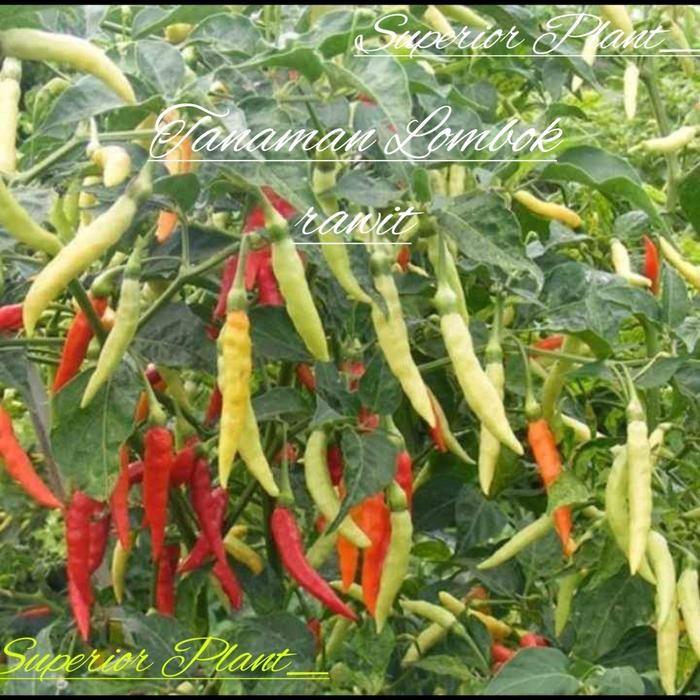 BIBIT LOMBOK RAWIT TANAMAN CABE
