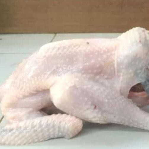 

Ayam Kampung Biasa Sedang