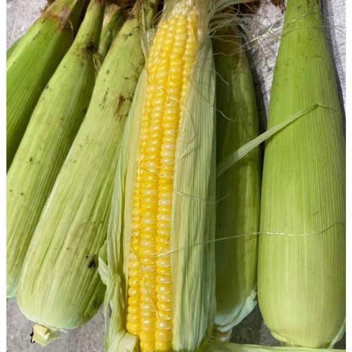 

Jagung Manis 1 Pcs