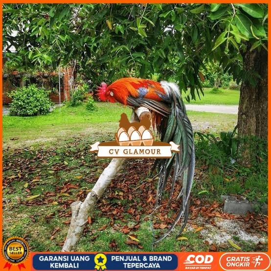 

Telur ayam phoenix onagadori / telur ayam hias fertil siap cod CV GLAMOUR
