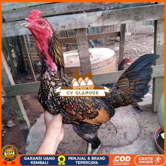 

Telur ayam bangkok bulbi petarung aduan fertil siap ditetaskan CV GLAMOUR