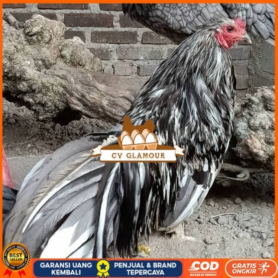 

Telur ayam black sumatera / telur ayam hias / telur fertil siap cod CV GLAMOUR