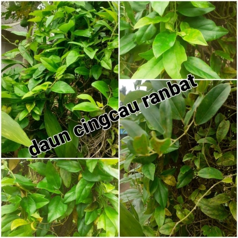 

Daun cingcau rambat sgar 250 gr .