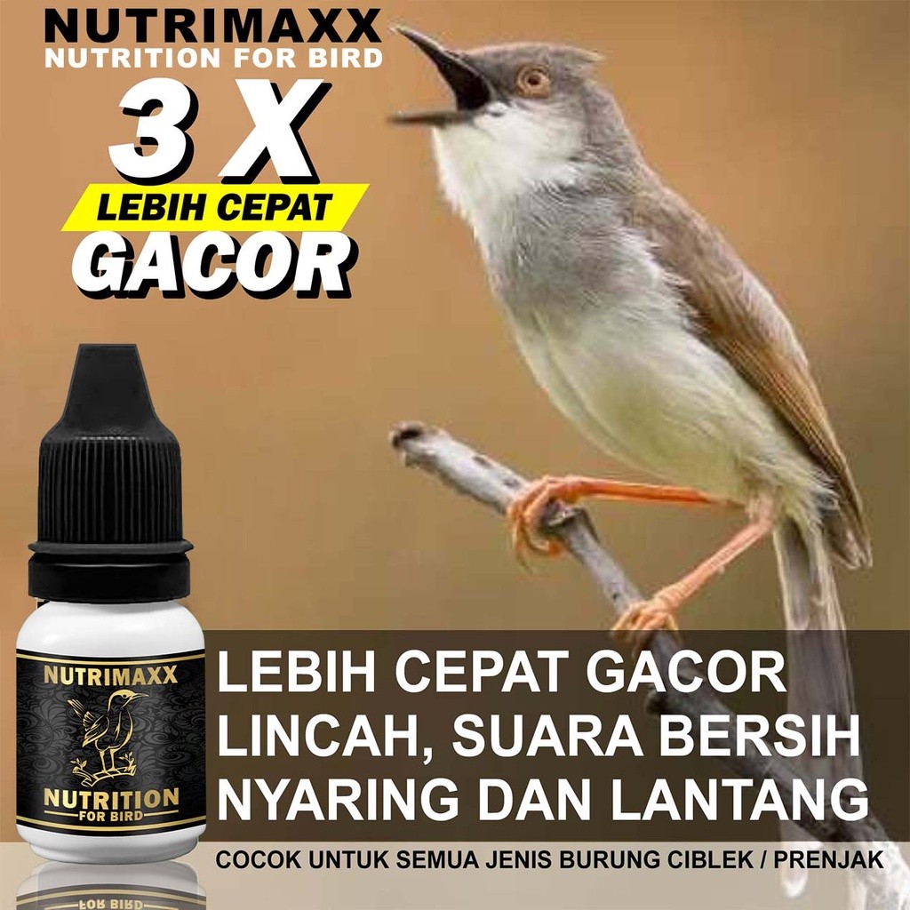 HOKI.id NUTRIMAXX | Vitamin penggacor burung ciblek cisem prenjak