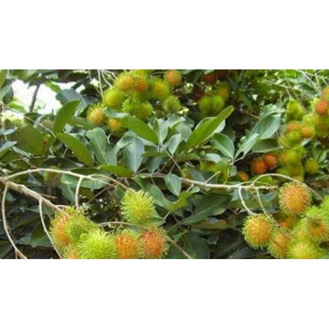 

Korehcok Daun Rambutan Segar Murah 250 gram