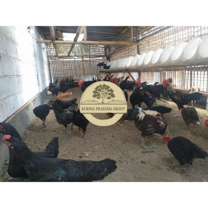 Telur ayam KUB petelur handal fertil asli siap ditetaskan - telur ayam kub KURNIA PRATAMA GROUP