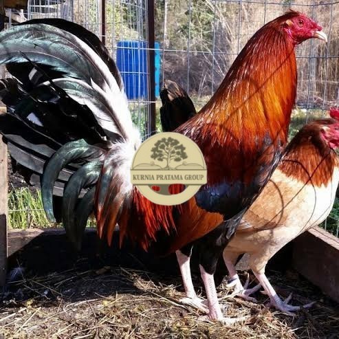 

Telur ayam hias pilipin fertil untuk ditetaskan Langsung KURNIA PRATAMA GROUP
