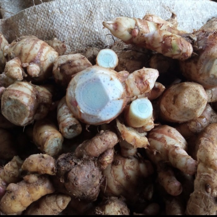 

promo Temu hitam/temu ireng segar 500 gram Terbaru ready