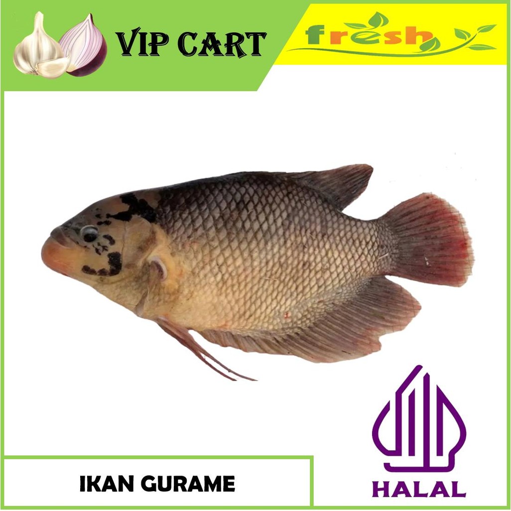 

IKAN GURAME 500 GRAM - IKAN SEGAR