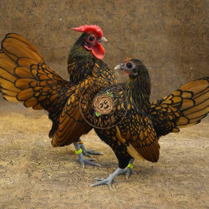 

TELUR FERTIL AYAM BATIK KANADA UNTUK DI TETASKAN KURNIA PRATAMA ID