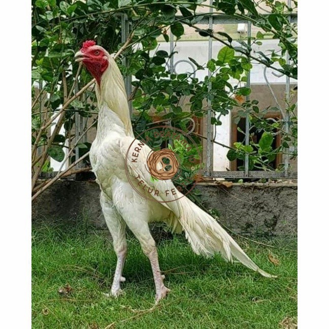 

Telur ayam hias putih nasional bangkok putih fertil siap tetas - ayam nasional KURNIA PRATAMA ID
