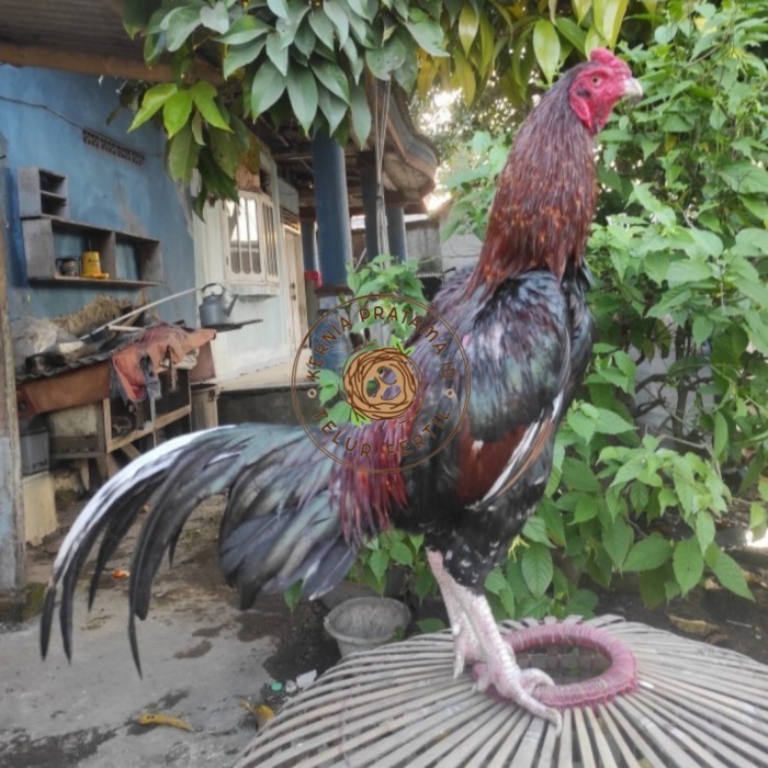

Telur ayam bangkok birma fertil / ayam petarung aduan siap ditetaskan Langsung KURNIA PRATAMA ID