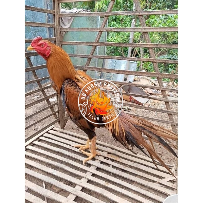 

(10 butir) Telur Ayam Ekor Lidi Untuk Di tetaskan UD KURNIA PRATAMA