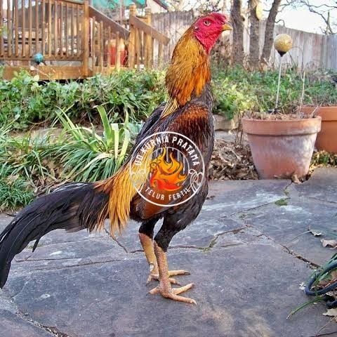 

Telur ayam bangkok shamo brazil / ayam petarung aduan bisa ditetaskan UD KURNIA PRATAMA