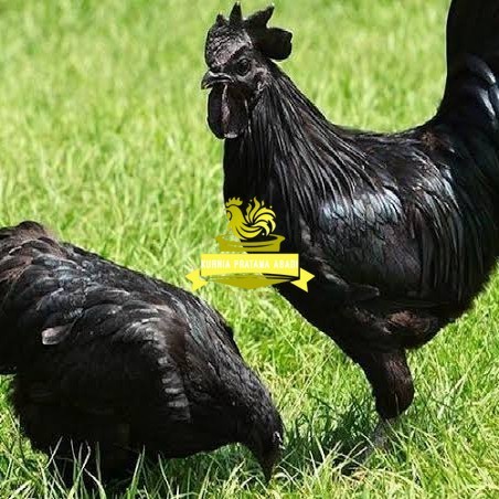 

Telur ayam hias cemani lidah hitam fertil asli siap ditetaskan - ayam cemani KURNIA PRATAMA ABADI