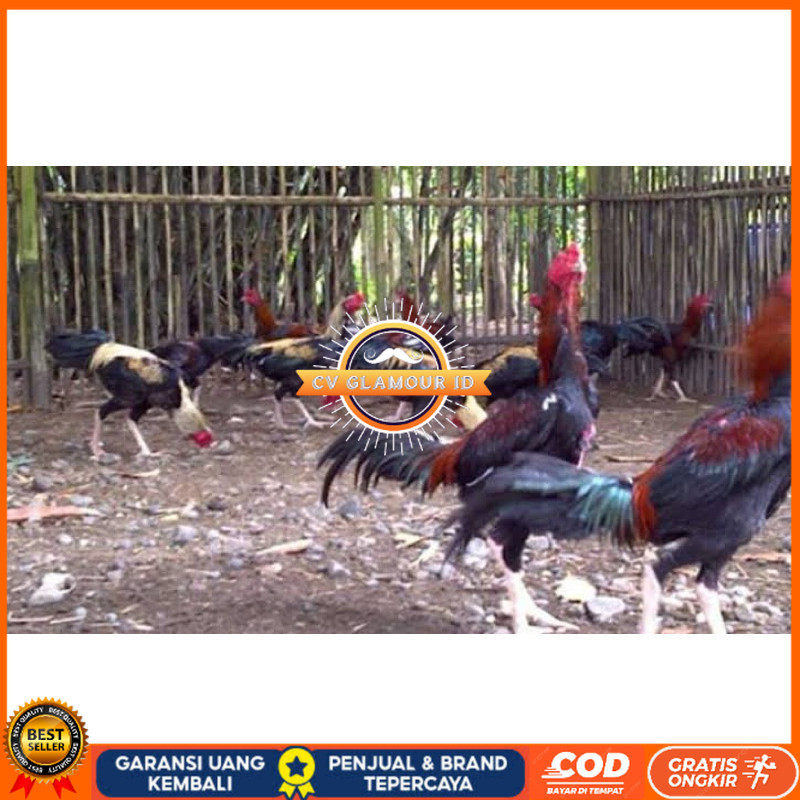 

TELUR FERTIL AYAM BK X AKA UNTUK DI TETASKAN CV GLAMOUR ID