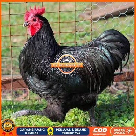 

Telur ayam black australorp / telur ayam hias / telur fertil siaptetas CV GLAMOUR ID