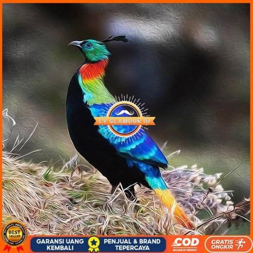 

Telur ayam hias ringneck impeyan pheasant fertil siap ditetaskan CV GLAMOUR ID