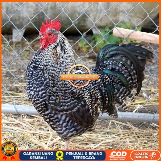 

Telur ayam barred plymouth rock / telur ayam hias fertil siap cod CV GLAMOUR ID