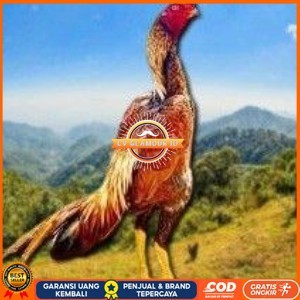 

telur tetas ayam shamo super jumbo super garansi CV GLAMOUR ID