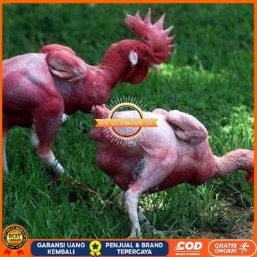 

Telur ayam tanpa bulu / ayam gundul fertil asli siap ditetaskan - ayam tanpa bulu CV GLAMOUR ID