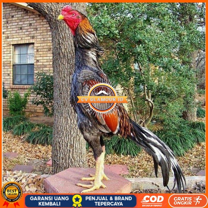 

telur tetas OSHAMO EROPA FERTIL FRESH CV GLAMOUR ID