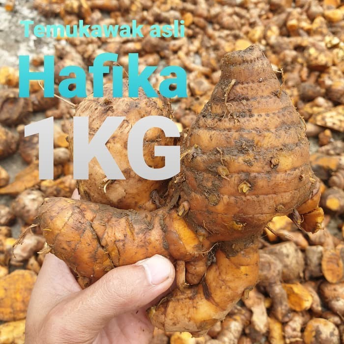 

OHI Temulawak segar organik Temu lawak di ambil dari alam KC