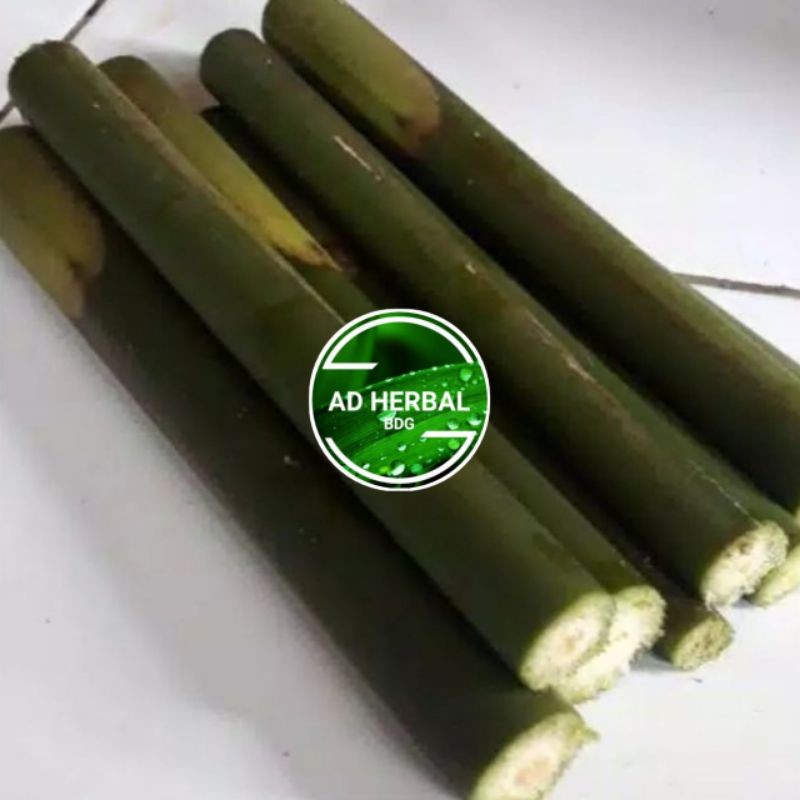 

OHI Jual Batang Honje Atau Kecombrang 1Kg