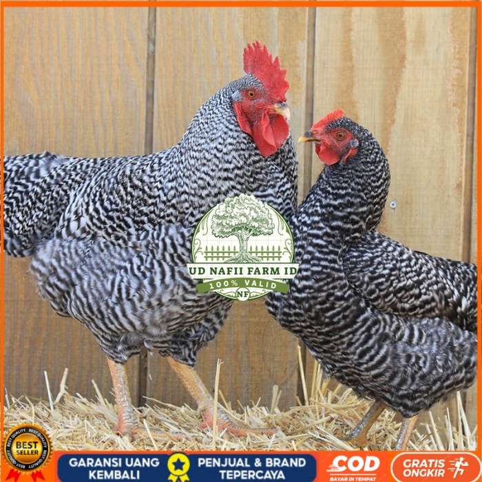

Telur ayam hias barred rock fertil asli siap ditetaskan - barred-rock UD NAFII FARM ID