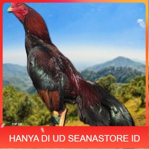 

telur tetas ayam shamo vertil valid UD SEANASTORE ID