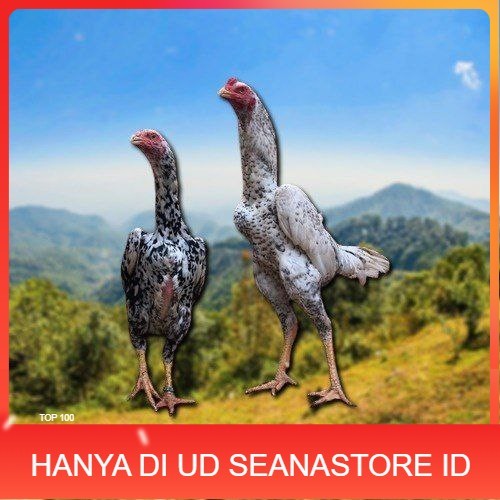 

telur tetas ayam shamo besar UD SEANASTORE ID