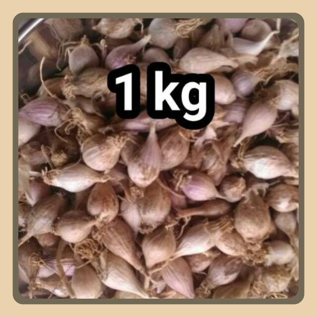 

Bawang putih tunggal /bawang lanang KECIL