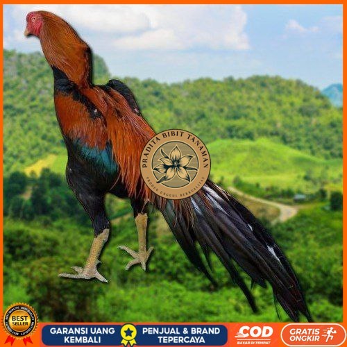 

telur ayam ekor lidi original bisa untuk di tetaskan ori PRADITA BIBIT TANAMAN
