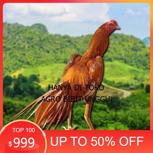 

telur Ayam Bangkok Clasik ekor lidi Fertil agro.bibit.unggul