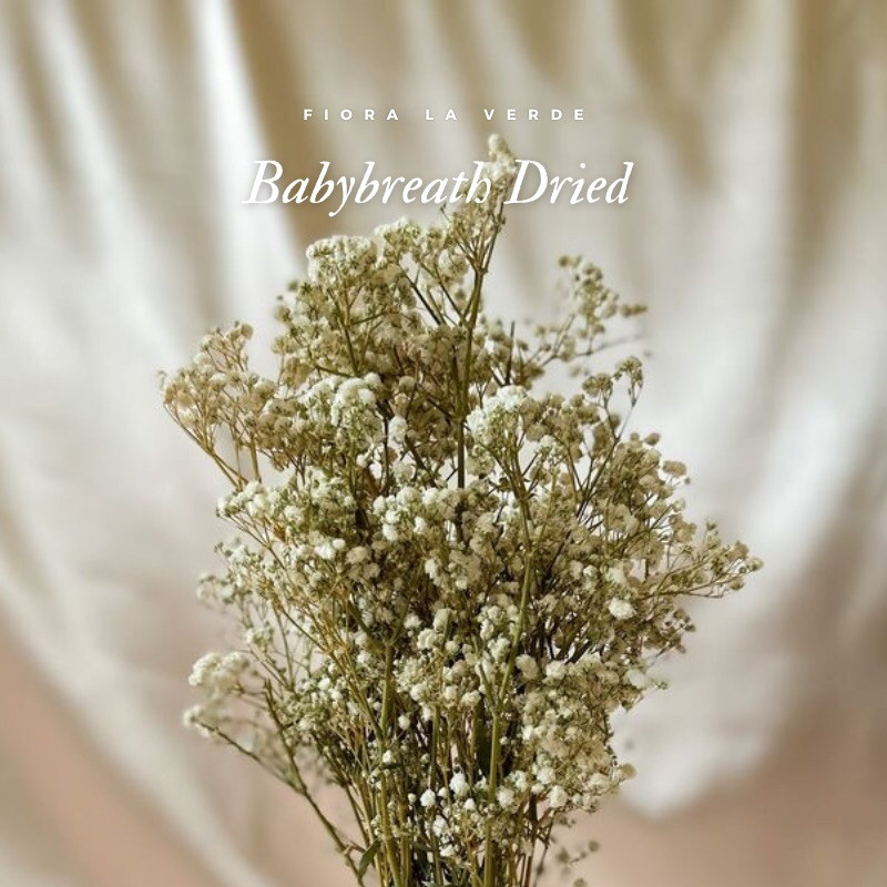 Bunga BABY BREATH KERING / Bunga Kering / Baby Breath Kering / Dried (1 ikat isi 5 Tangkai)