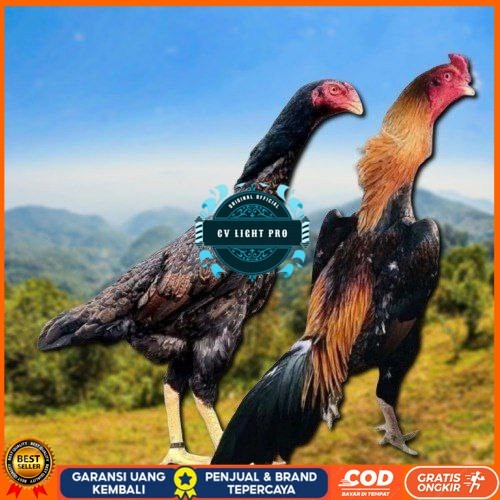

telur tetas ayam shamo aduan jumbo CV LIGHT PRO