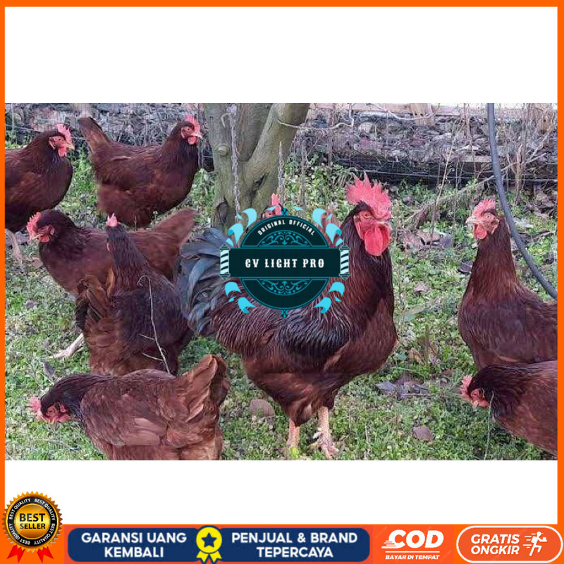 

TELUR FERTIL AYAM RIR PETELUR HANDAL UNTUK DITETASKAN CV LIGHT PRO