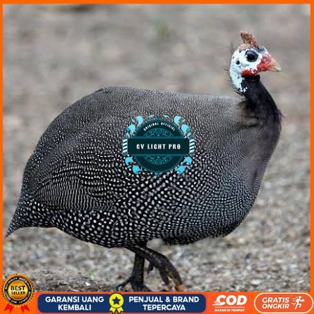 

Telur ayam mutiara / telur ayam hias / telur fertil siap kirim CV LIGHT PRO