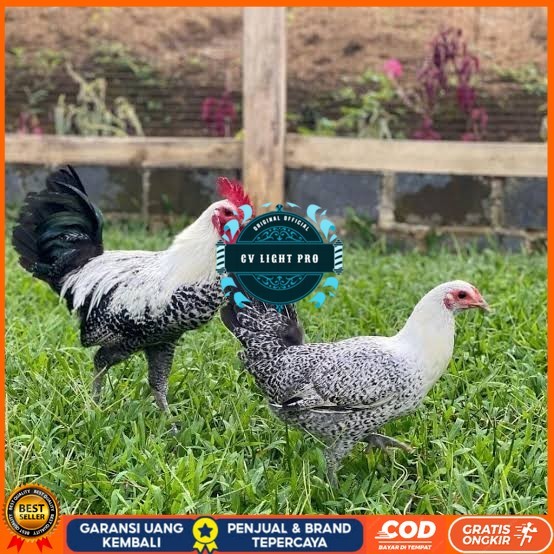 

Telur ayam arab fertil asli siap ditetaskan CV LIGHT PRO