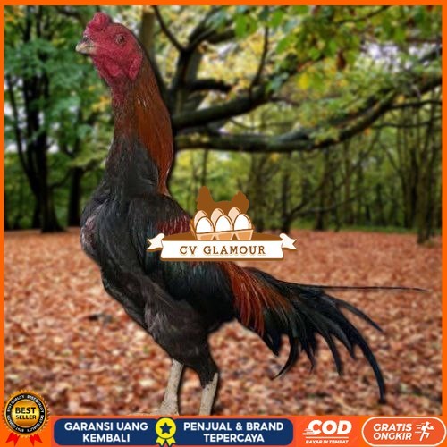 

Telur Ayam Pakhoy Jumbo Vertil Siap Di Tetaskan Jaminan Super Oiginal Bergaransi CV GLAMOUR