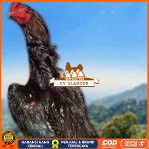 

telur tetas ayam shamo super jumbo ori super garansi CV GLAMOUR