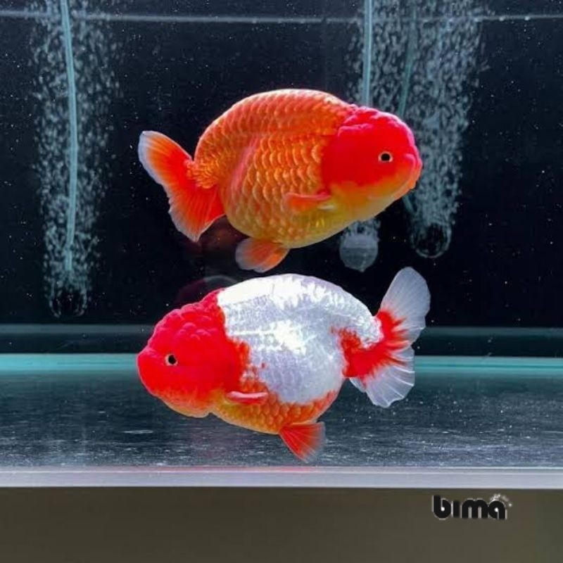 Hiasan akuarium unik red white dekorasi kolam ranchu gen import