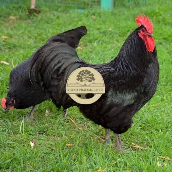 

Telur ayam black australorp / telur ayam hias / telur fertil siapkirim KURNIA PRATAMA GROUP