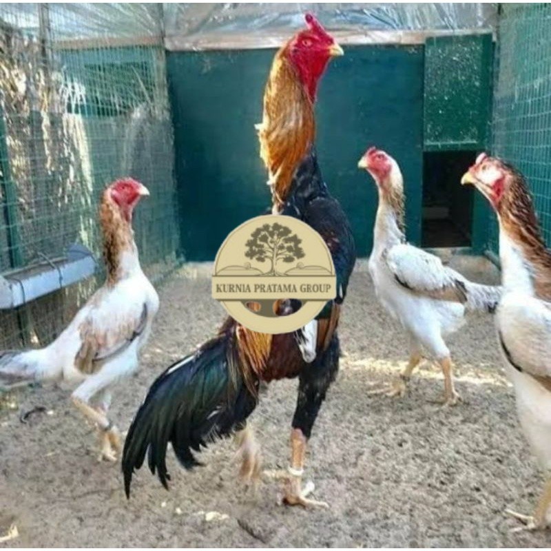 

TELUR AYAM SHAMO EROPA PURE LINE UNTUK DI TETASKAN KURNIA PRATAMA GROUP
